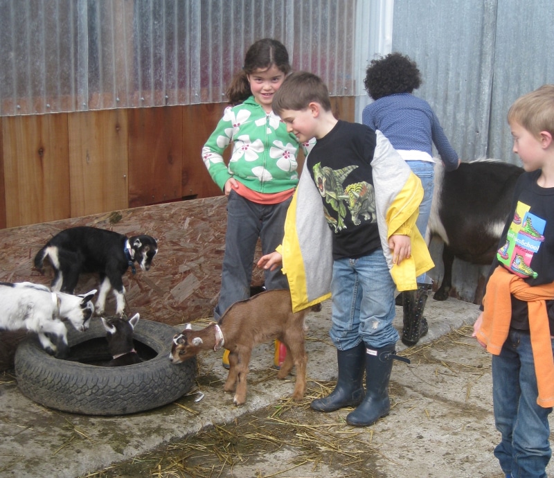 2010_goats.jpg